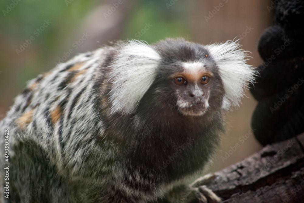 this is a close up of a marmoset this is a close up of a marmoset