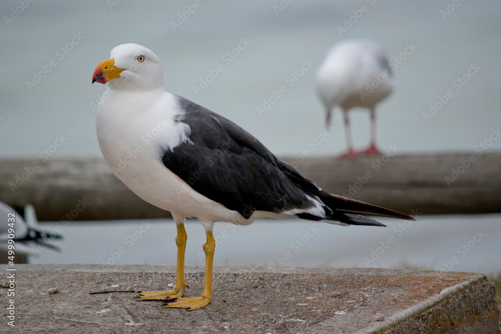 the Pacific gull is looking for food on a table the Pacific gull is looking for food on a table
