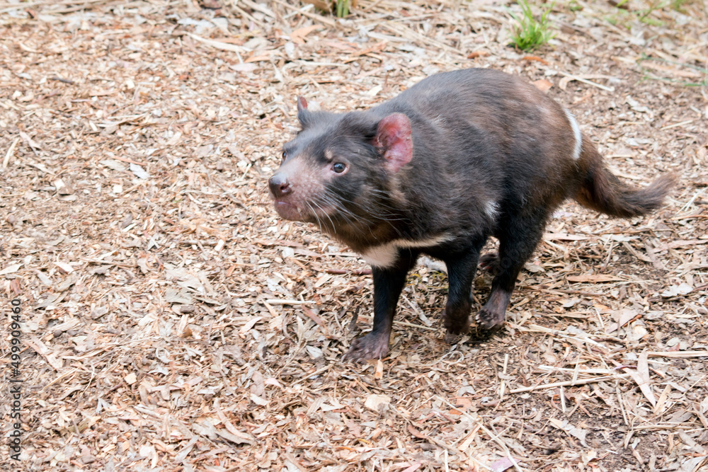 The Tasmanian Devil is a vicious marsupial it is black with 2 white strips one above its tail and the other on its chest The Tasmanian Devil is a vicious marsupial it is black with 2 white strips one above its tail and the other on its chest