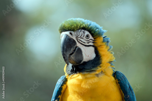 this is a close up of a  blue and gold macaw is sitting on a perch