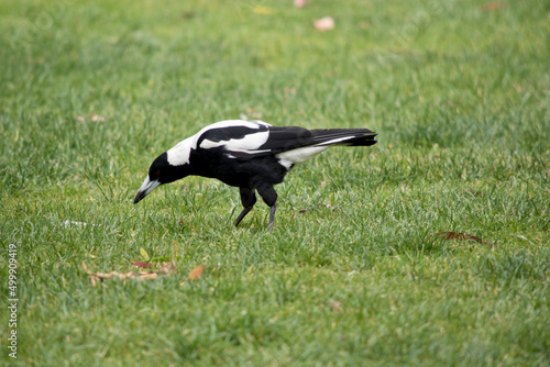this is a side view of a magpie looking for food