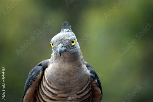 this is a close up of a Pacific Baza