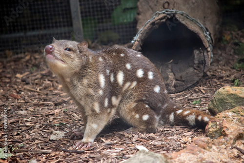 the quoll is sniffing the air for scents