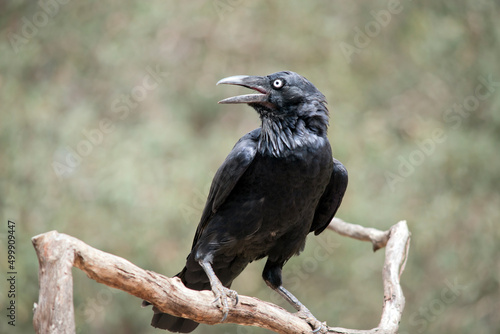 the raven is a black bird  perched on a tree branch looking for danger