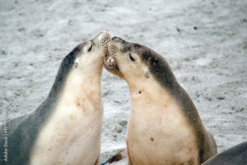 the two young sea lions are practicing their fighting techniques