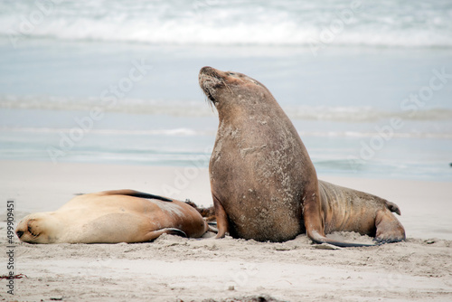 the two sea lions are on the sand at seal bay