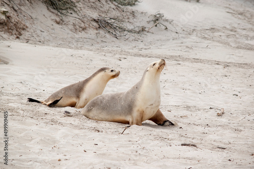 the sea lion pup is following its mother down the beach