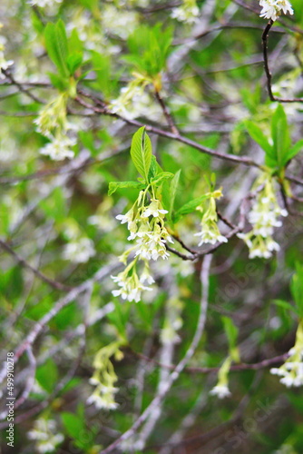 The osoberry or Oemleria cerasiformis is a white-flowering, white-flowered, North American native, spring-blooming tree.