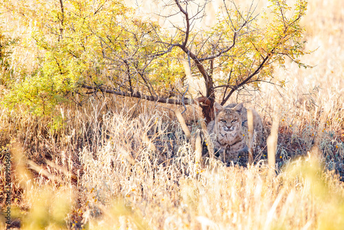 Canvas Print bobcat resting under bush in desert