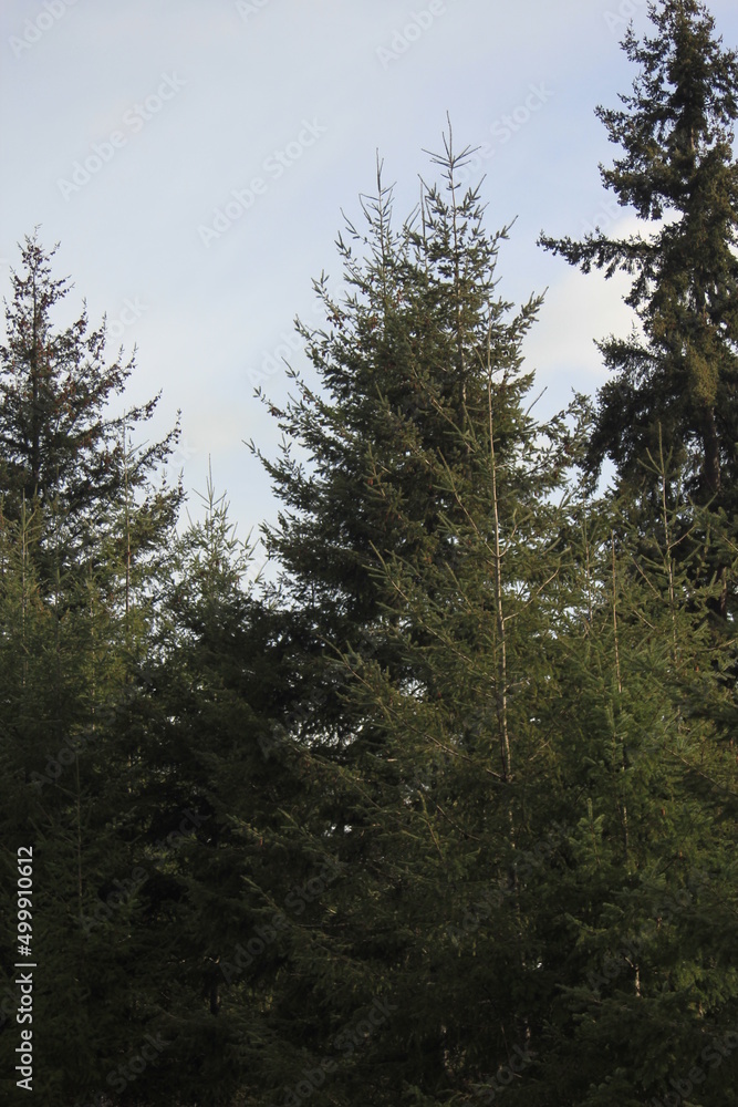 A large pine tree against a blue sky. A large pine tree against a blue sky.