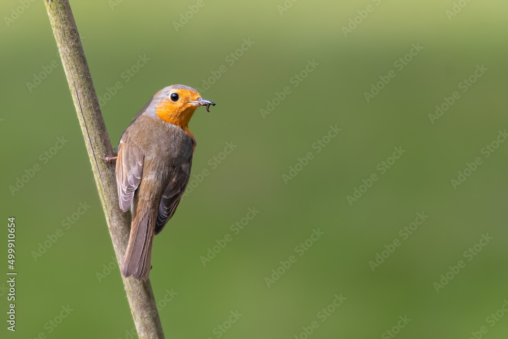 European robin (Erithacus rubecula) perches on a cane with a caterpillar in its beak, during nesting season in spring. Beautiful British bird portrait. European robin (Erithacus rubecula) perches on a cane with a caterpillar in its beak, during nesting season in spring. Beautiful British bird portrait.
