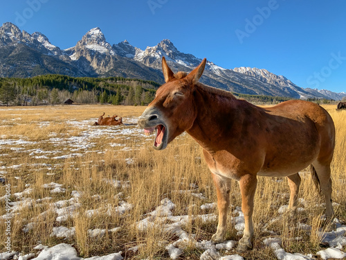 funny laughing horse and mule photo