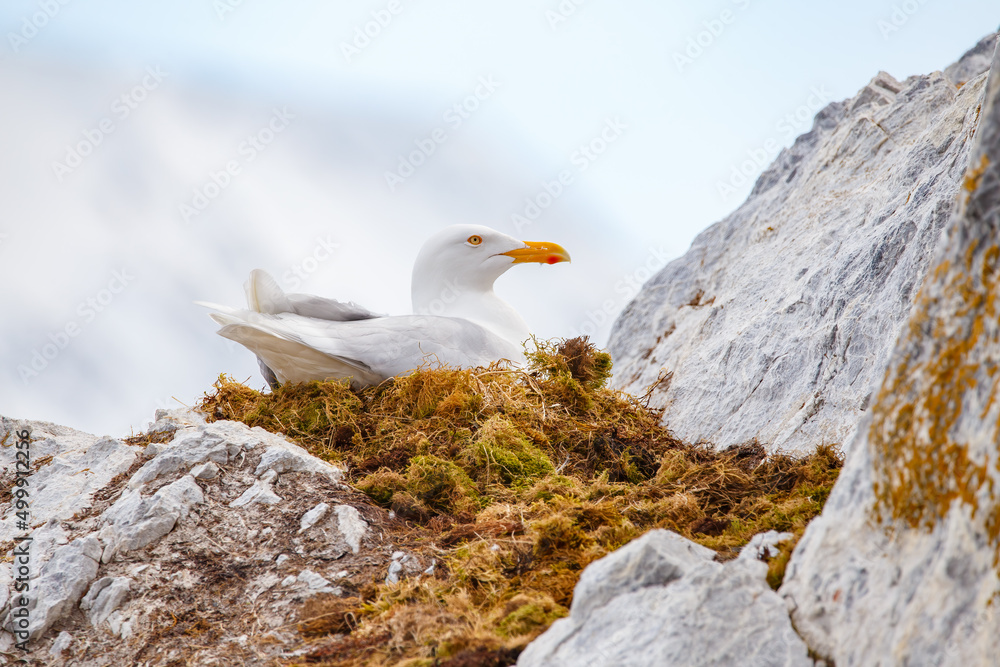 Fototapeta premium seagull on nest in arctic Norway