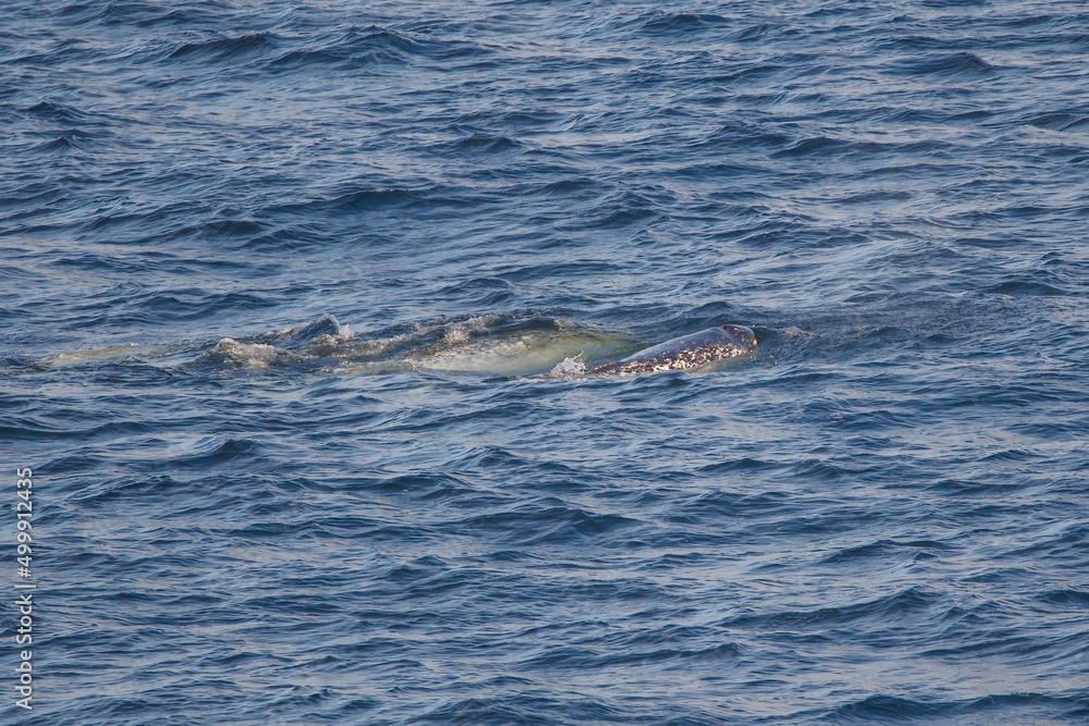 Fototapeta premium Narwal pod swimming in Arctic Ocean