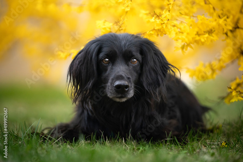 Czarny spaniel leży na trawie 