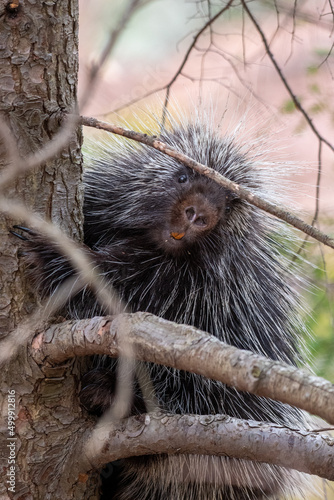 porcupine in tree