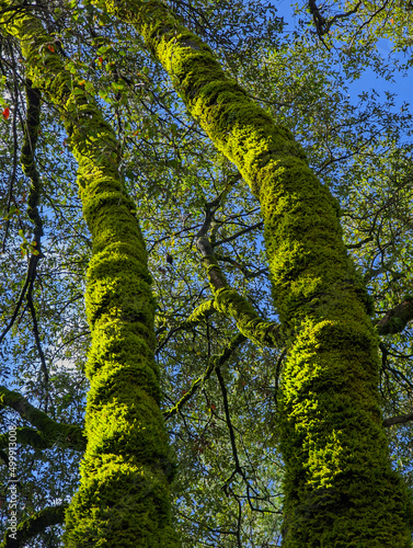Trunks of two oak trees covered with green moss