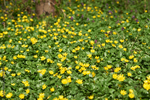 Beautiful spring forest glade with yellow flowers. Ficaria verna (or Lesser celandine) flowering in spring