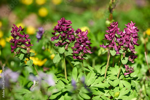 Close up of Corydalis solida (Purple Bird) flower in spring. Flowers of fumewort on spring forest glade