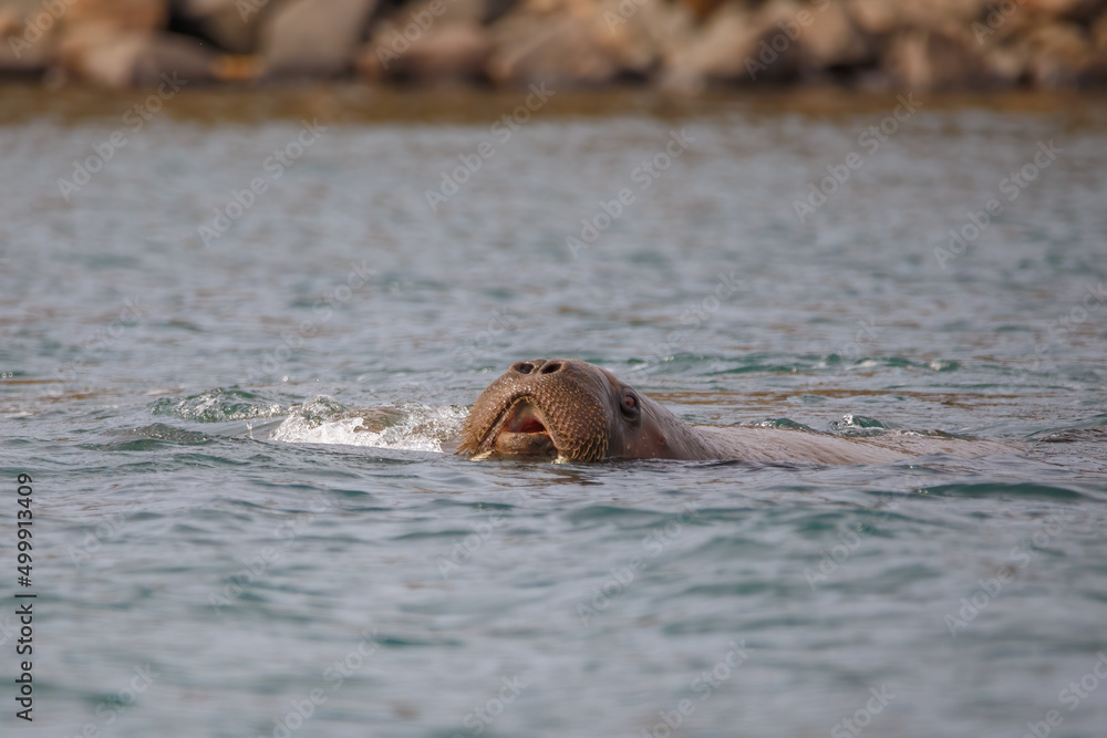 Fototapeta premium wild walrus swimming in the Arctic Ocean