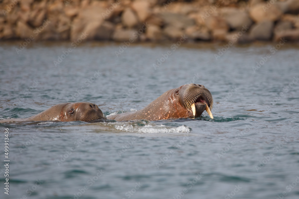 Fototapeta premium wild walrus swimming in the Arctic Ocean