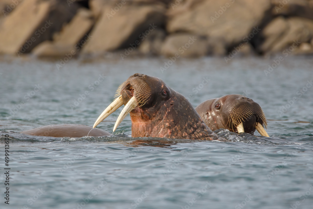 Fototapeta premium wild walrus swimming in the Arctic Ocean