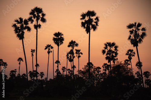 Silhouette of coconut trees in sunset