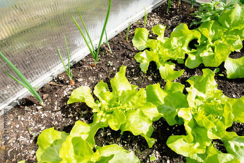 Garten Gemüse: Kopfsalat Jungpflanzen im Frühbeet photo