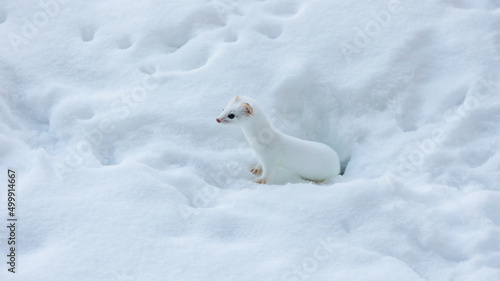 cute ermine in snow tunnels
