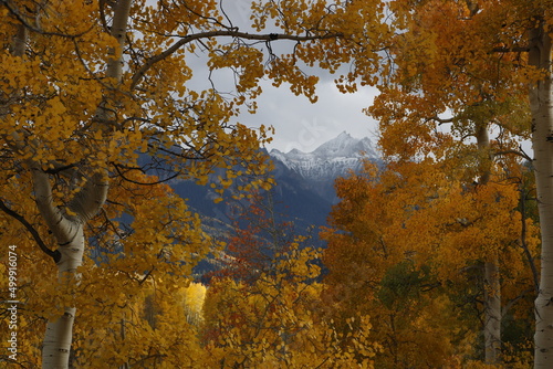 autumn in the forest