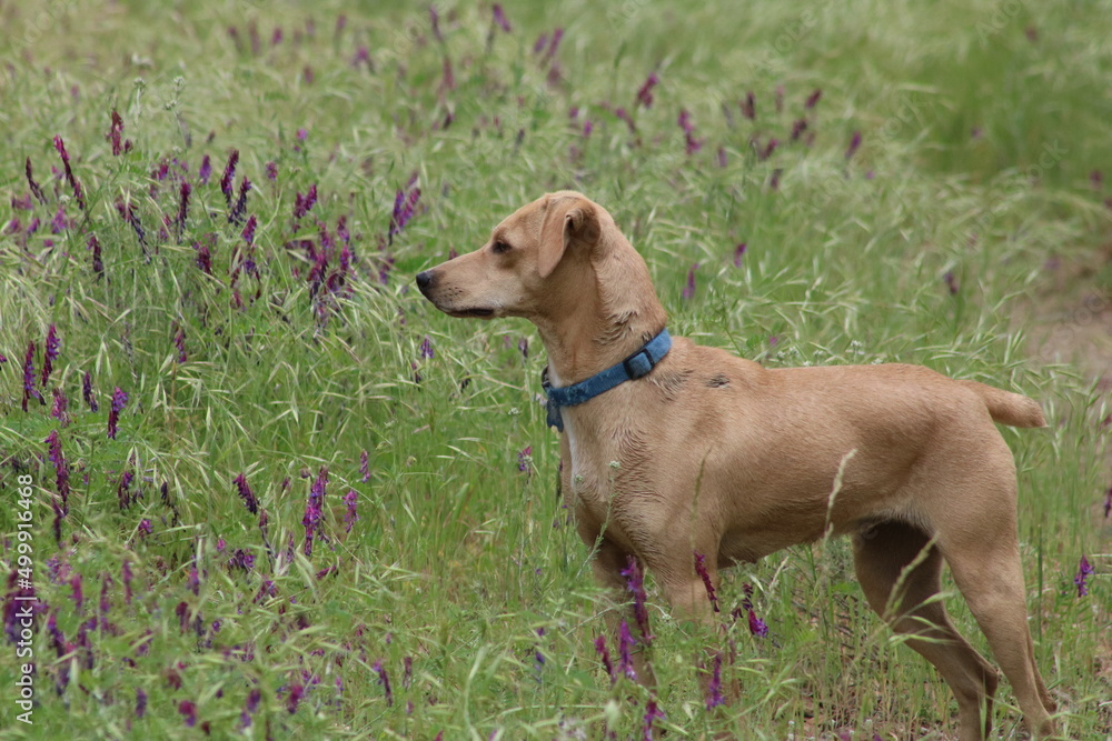 dog in the field dog in the field