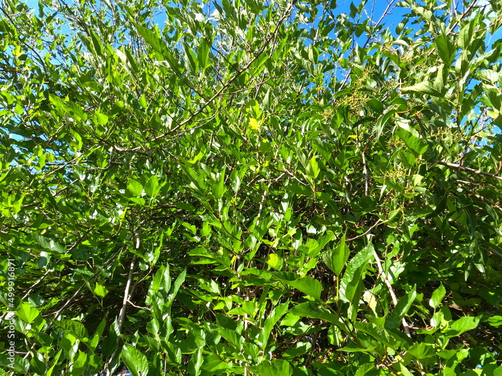 Obraz premium many green leaves with blue background, blue and green in the nature, beautiful colors of nature