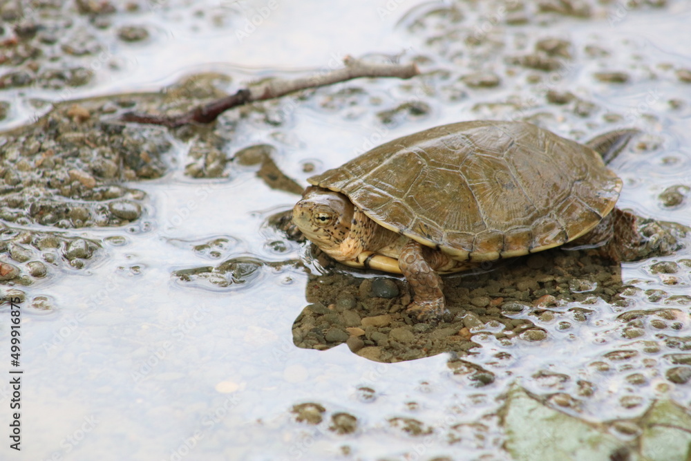 turtle on the rocks