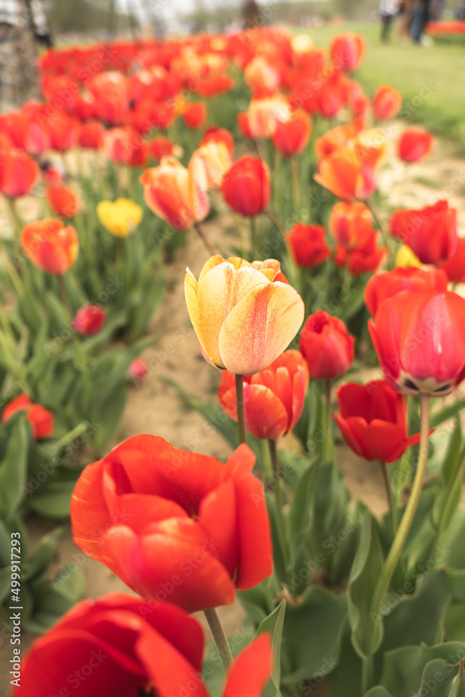 Multiple rows of colorful tulip fields line the dirt road during the peak bloom. Tulips are a spring flower that blossom in April. 