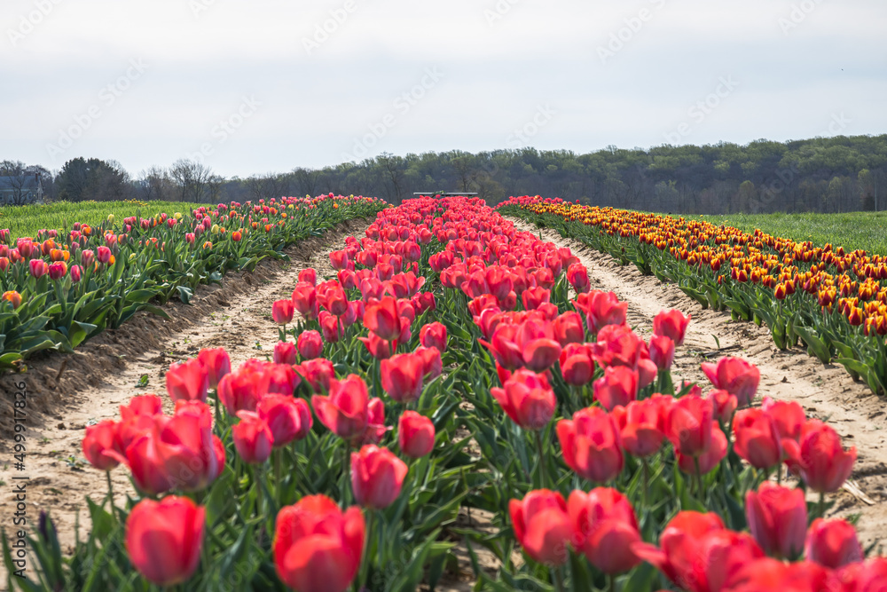 Multiple rows of colorful tulip fields line the dirt road during the peak bloom. Tulips are a spring flower that blossom in April. 