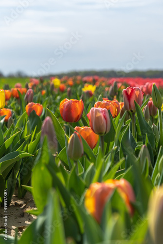 Multiple rows of red, pink, and purple shades of tulips line the dirt road during the peak bloom. Tulips are a spring flower that blossom in April. 