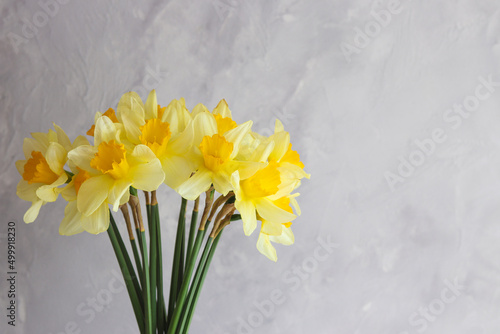 Bouquet of yellow daffodils close-up against a gray wall with copy space. Springtime. Greeting card for the holidays. Selective focus