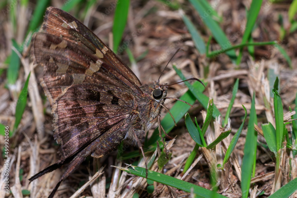 Fototapeta premium butterfly on grass