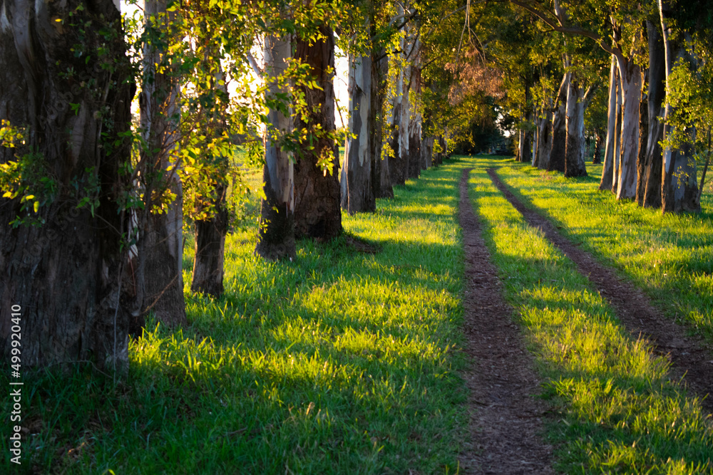 footpath in the park