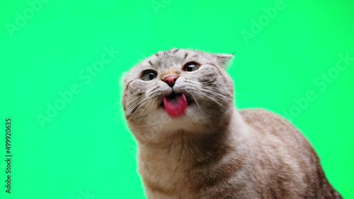 Cat on green background close-up, Scottish Fold portrait. Domestic animals. Grey kitten licking glass. Furry pedigreed pet. Little best friends concept.  photo