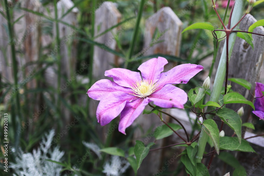 Fototapeta premium 春を迎えた綺麗なクレマチスの花