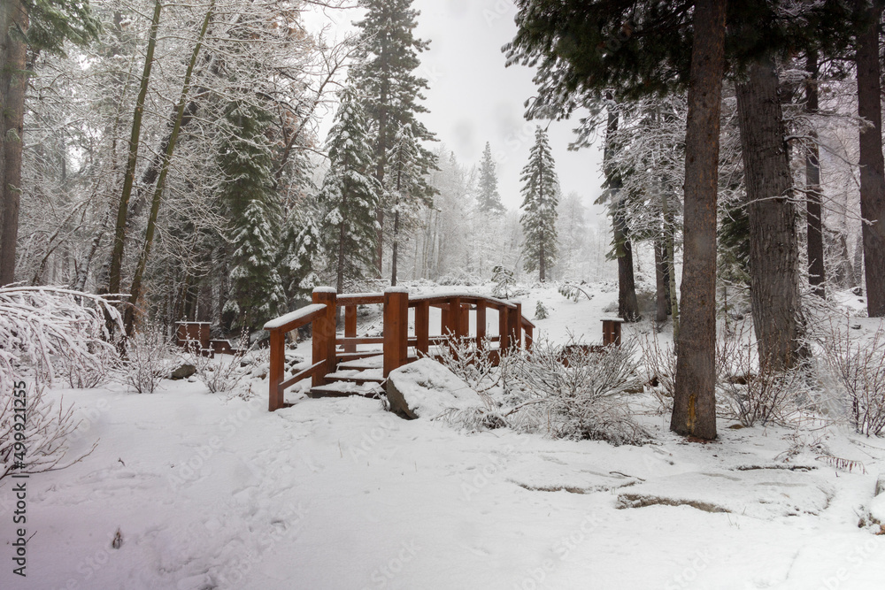 Small wood foot bridge covered in snow surrounded by a forest of pine trees over a ice and water creek