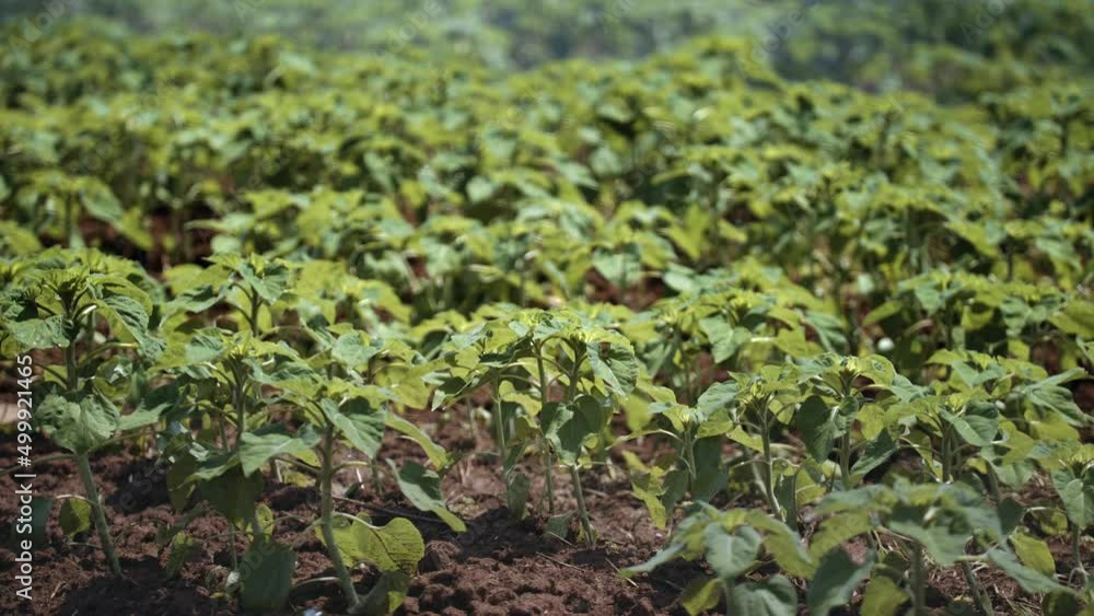 Irrigation water is pouring and flowing over sunflower saplings in slow motion. Irrigation water is pouring and flowing over sunflower saplings in slow motion.