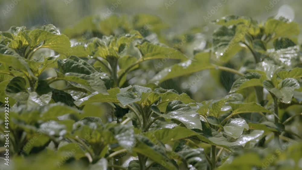 Irrigation water flows down on crops in slow motion. Irrigation water flows down on crops in slow motion.