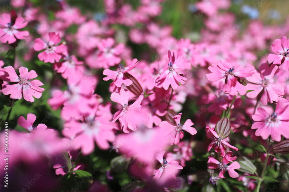 Naklejka premium ピンク色の可愛いシノグロッサムの花