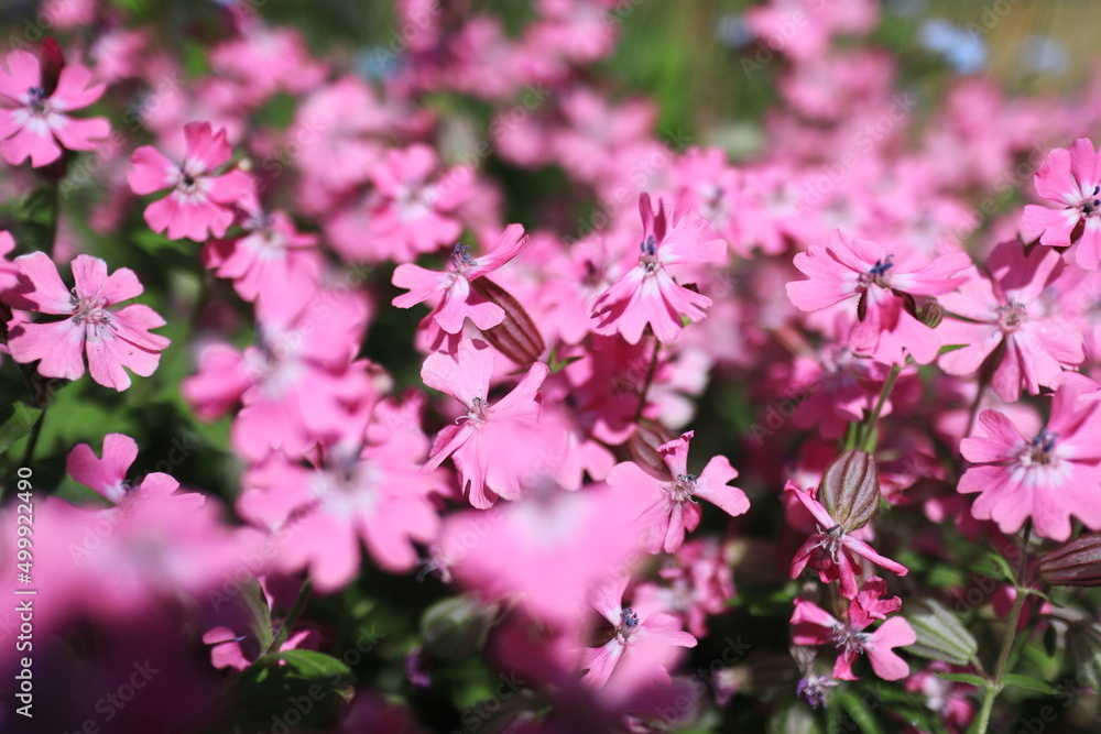 ピンク色の可愛いシノグロッサムの花