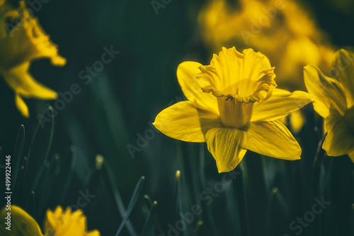Bright yellow spring flowers of daffodil. Close-up. Selective focus.
