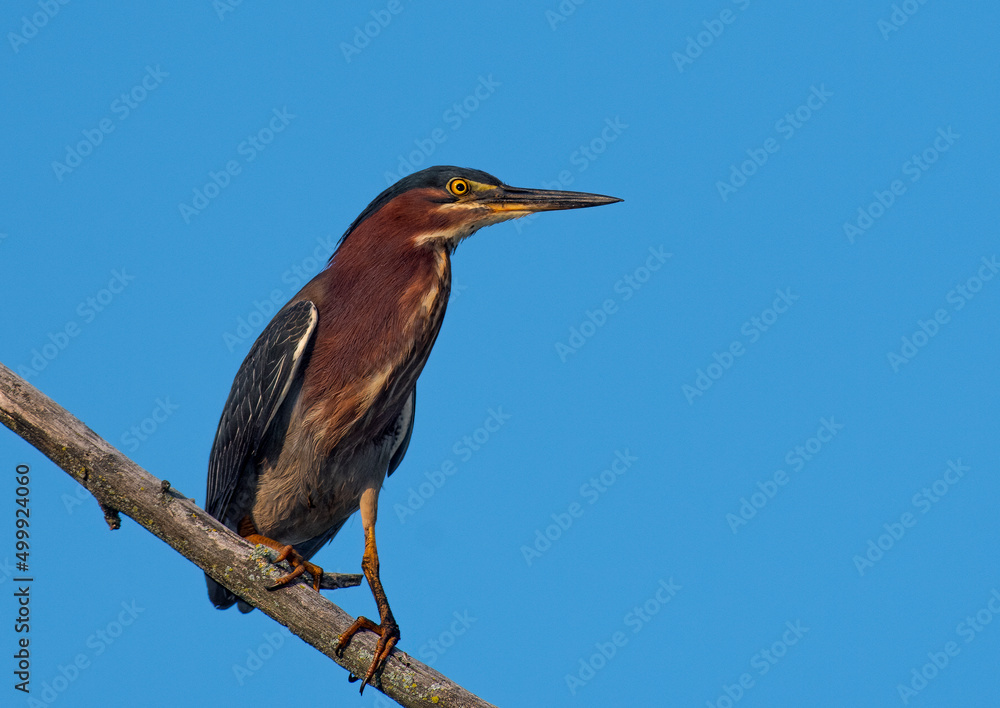 Fototapeta premium A little green heron perched on a tree