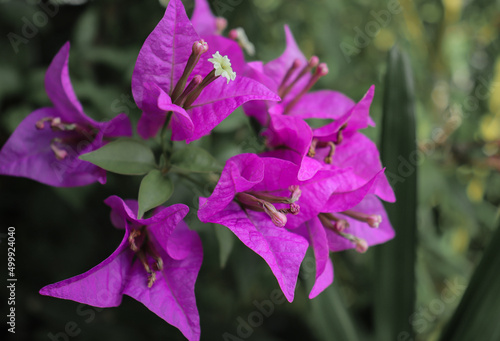 Bougainvillea Glabra Flowers photo