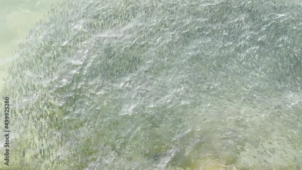 Small fish or small sardine are moving under transparent water off the coast with light and shadow on the ripple sea surface. Vertical view on aqua wavy surface. Small fish or small sardine are moving under transparent water off the coast with light and shadow on the ripple sea surface. Vertical view on aqua wavy surface.